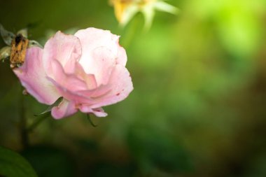 Bahçedeki güller, güzel güneşli bir günde güller güzeldir..