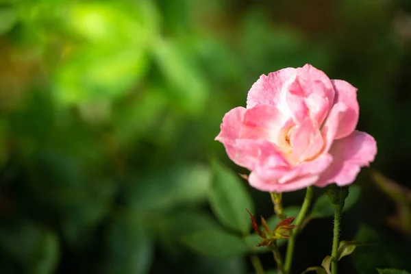 Rosas Jardín Rosas Son Hermosas Con Hermoso Día Soleado —  Fotos de Stock