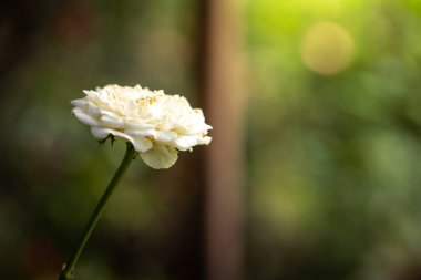 Bahçedeki güller, güzel güneşli bir günde güller güzeldir..