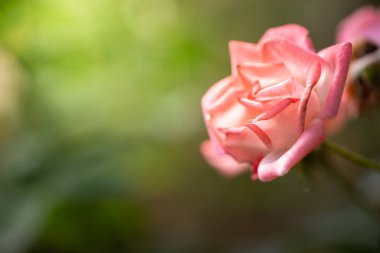 Bahçedeki güller, güzel güneşli bir günde güller güzeldir..