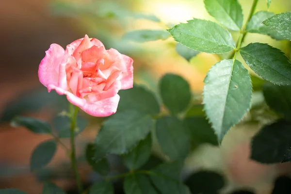 Rosas Jardín Rosas Son Hermosas Con Hermoso Día Soleado — Foto de Stock