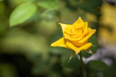 Bahçedeki güller, güzel güneşli bir günde güller güzeldir..