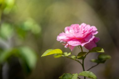 Bahçedeki güller, güzel güneşli bir günde güller güzeldir..
