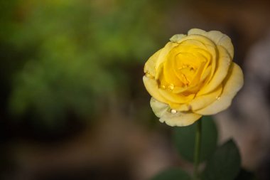 Bahçedeki güller, güzel güneşli bir günde güller güzeldir..