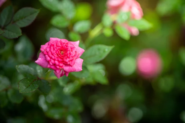 Rosas Jardín Rosas Son Hermosas Con Hermoso Día Soleado — Foto de Stock