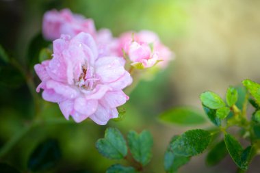 Bahçedeki güller, güzel güneşli bir günde güller güzeldir..