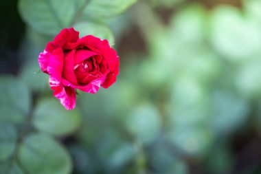 Bahçedeki güller, güzel güneşli bir günde güller güzeldir..