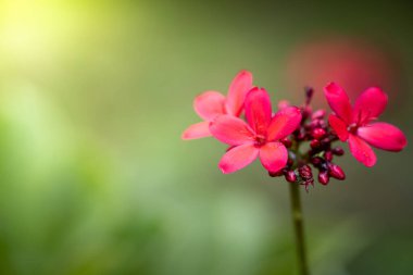 Bahçedeki güller, güzel güneşli bir günde güller güzeldir..