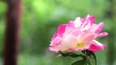 Renkli çiçeklerin arkaplan resmi, arka plan doğa 4k.