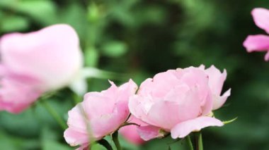 Renkli çiçeklerin arkaplan resmi, arka plan doğa 4k.