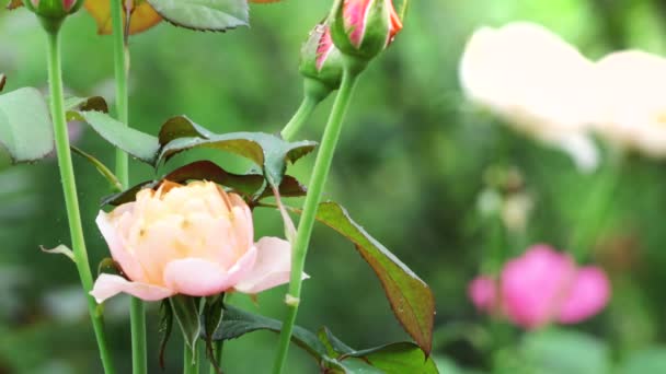 Зображення Тла Барвистих Квітів Фонова Природа — стокове відео