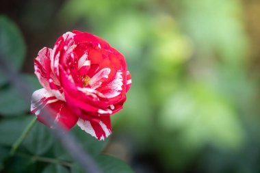 Bahçedeki güller, güzel güneşli bir günde güller güzeldir..