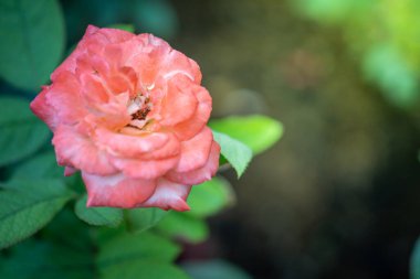 Bahçedeki güller, güzel güneşli bir günde güller güzeldir..