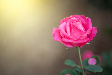 Bahçedeki güller, güzel güneşli bir günde güller güzeldir..