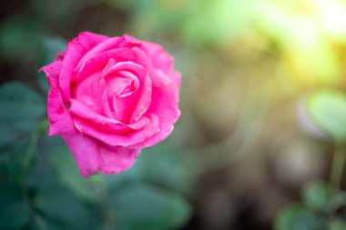 Bahçedeki güller, güzel güneşli bir günde güller güzeldir..