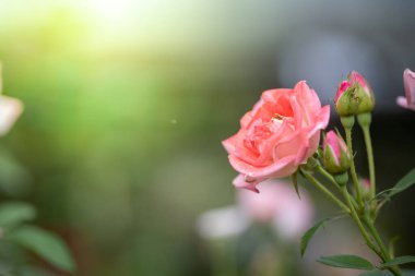 Bahçedeki güller, güzel güneşli bir günde güller güzeldir..