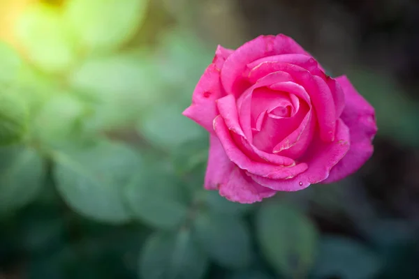 Rosas Jardín Rosas Son Hermosas Con Hermoso Día Soleado — Foto de Stock