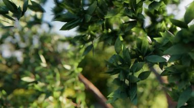 Bahçedeki güneş ışığı altında yeşil yaprağı kapat. Kopyalama alanı olan doğal arkaplan.