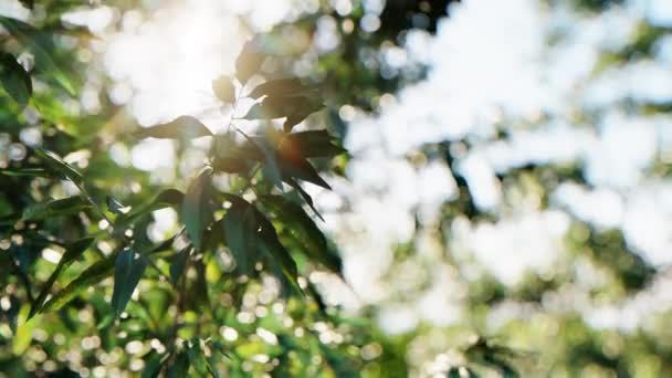 Zamknij Zielony Liść Pod Słońcem Ogrodzie Naturalne Tło Przestrzenią Kopiowania — Wideo stockowe