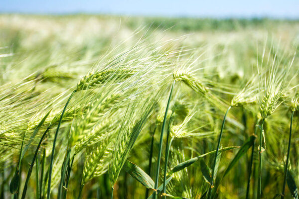 Зеленая пшеница на поле

