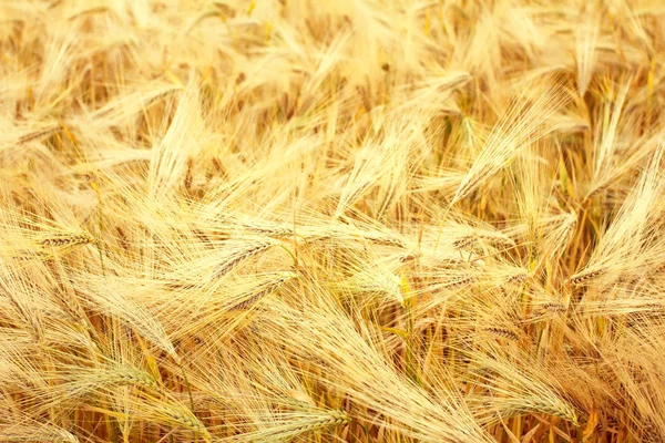Viele Weizenähren — Stockfoto