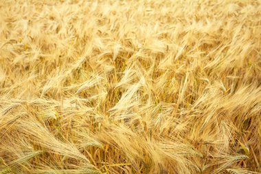 bir sürü buğday kulaklar