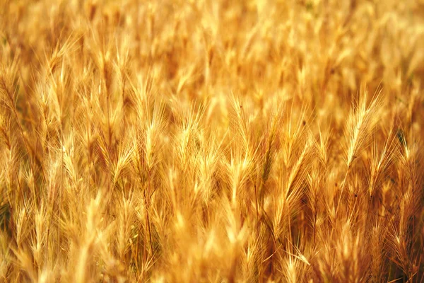 Yellow Grass Texture Background — Stock Photo, Image