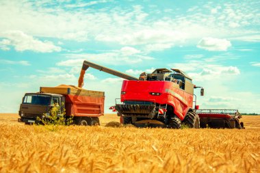 biçerdöver buğday alan dökme tahıl kamyona üzerinde