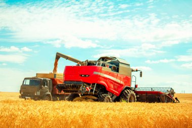 biçerdöver buğday alan dökme tahıl kamyona üzerinde