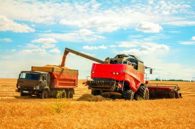 biçerdöver buğday alan dökme tahıl kamyona üzerinde