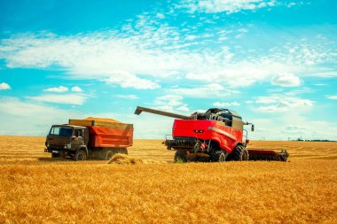 biçerdöver buğday alan dökme tahıl kamyona üzerinde