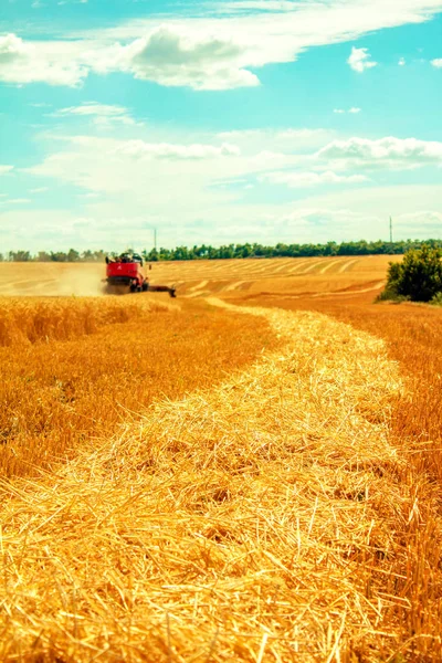 Erntemaschine Erntet Weizen Auf Feld — Stockfoto