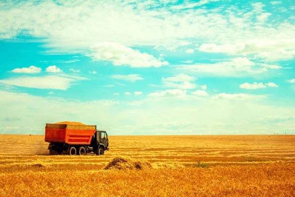 麦畑の穀物が付いているトラック — ストック写真