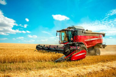 Buğday alanı ve mavi gökyüzü hasat hasat