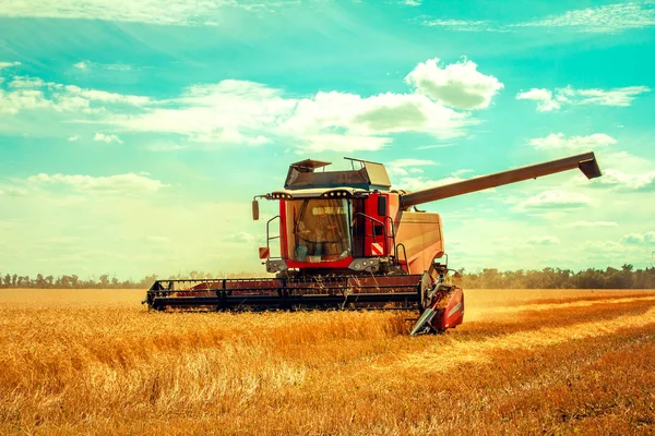 Buğday alanı ve mavi gökyüzü hasat hasat