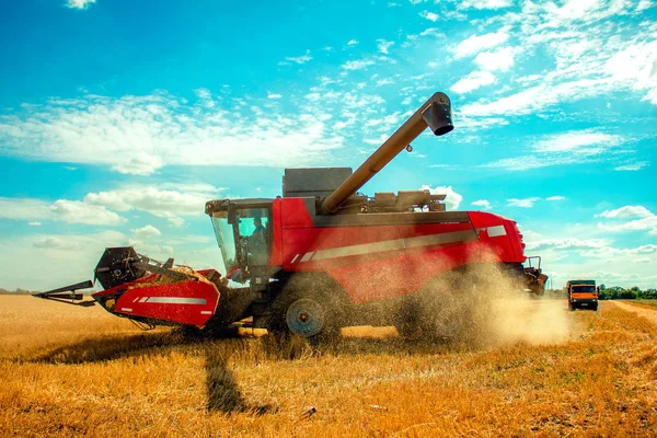 Buğday alanı ve mavi gökyüzü hasat hasat