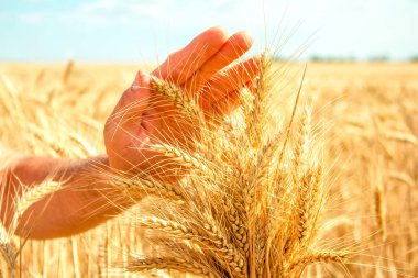 Buğday elinde avuç