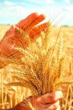 Buğday elinde avuç