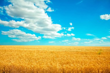 buğday ve mavi gökyüzünde bulutlar