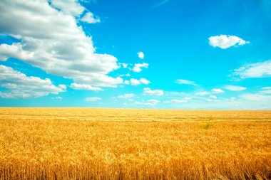 alan buğday, mavi gökyüzünde bulutlar