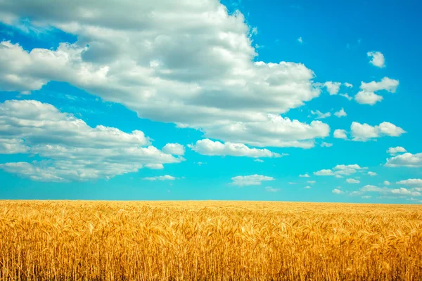 Gebied Van Tarwe Wolken Blauwe Hemel — Stockfoto