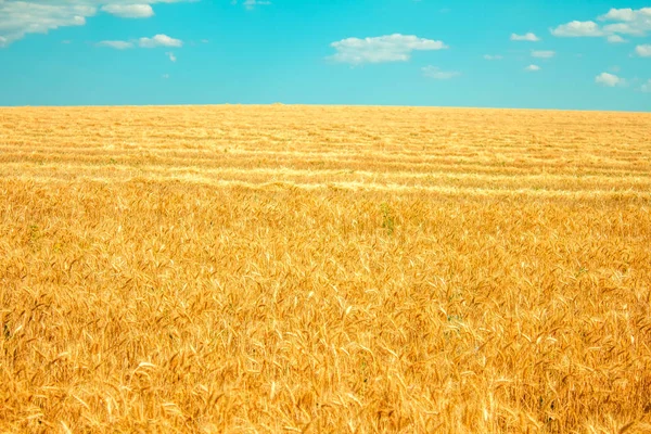 Gebied Van Tarwe Wolken Blauwe Hemel — Stockfoto