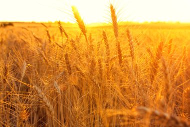 Buğday günbatımı ışık alan