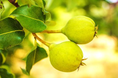 Armut ağacı, armut bahçe üzerinde olgunlaşma