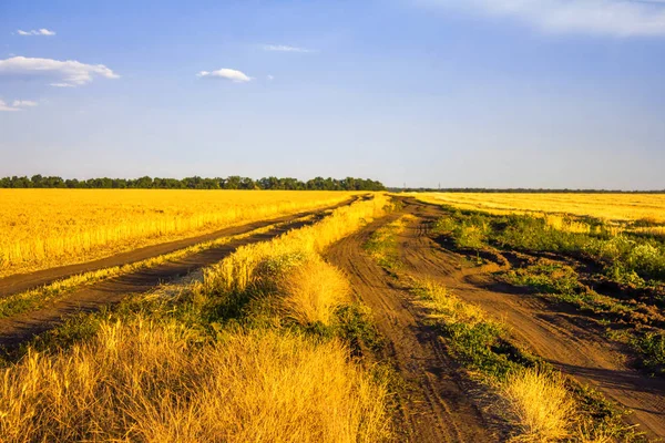 麦畑沿いの田舎道 — ストック写真