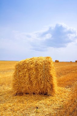 haystacks hasat alanında sonra