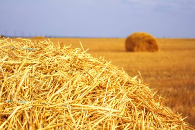 haystacks hasat alanında sonra