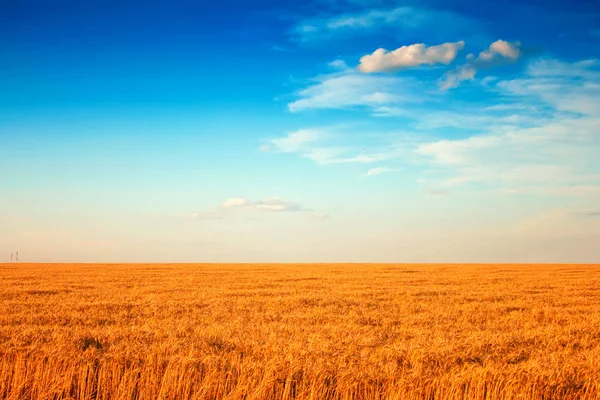 小麦と青空に雲のフィールド — ストック写真