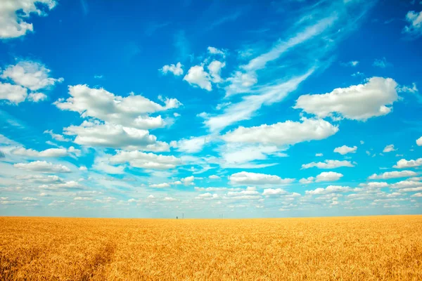 olgun buğday ve bulutlar gökyüzünde