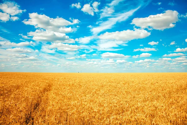 olgun buğday ve bulutlar gökyüzünde